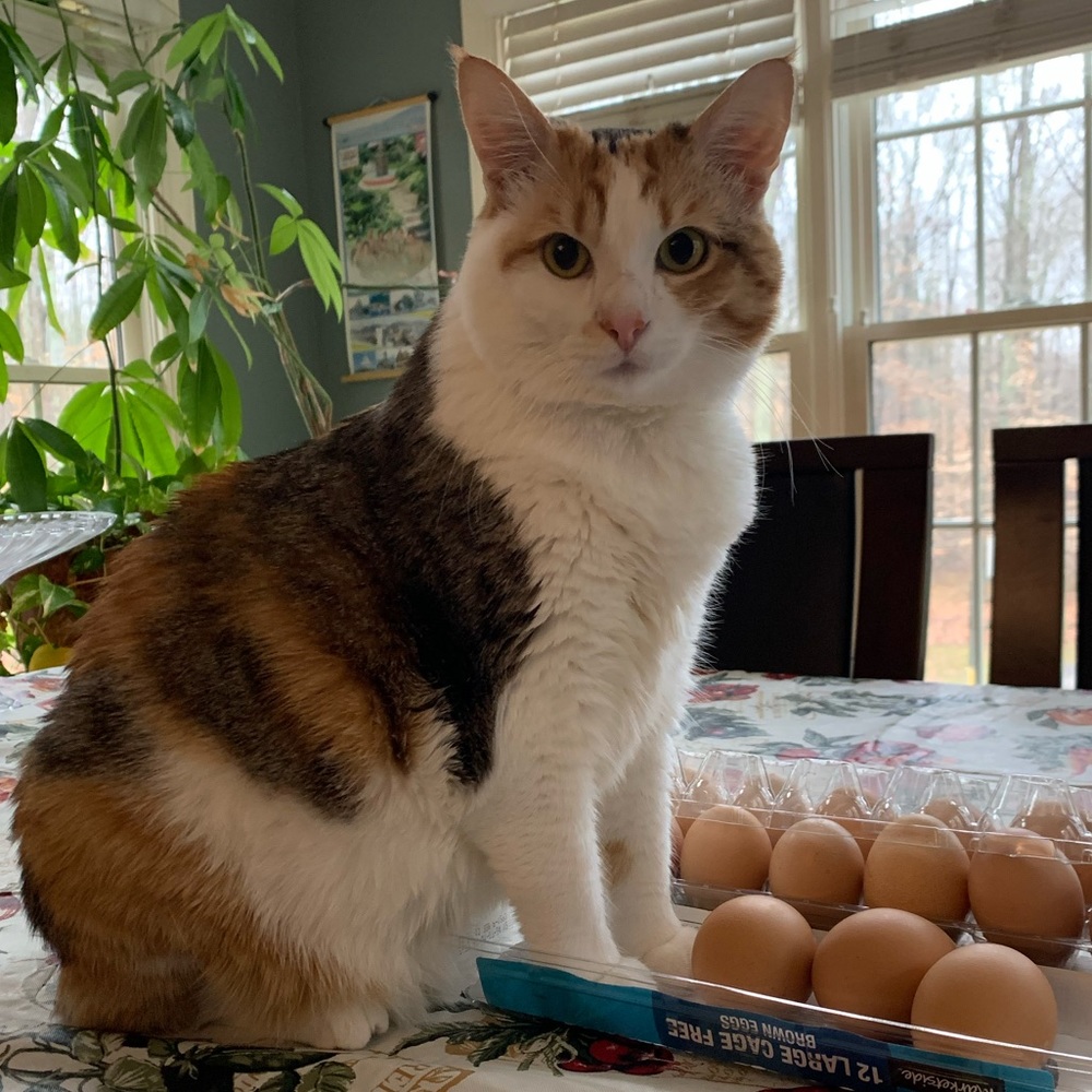 Meet your Posher, Jujube